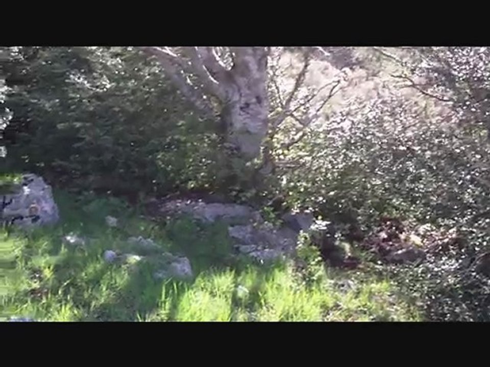 Chiens a sangliers 3