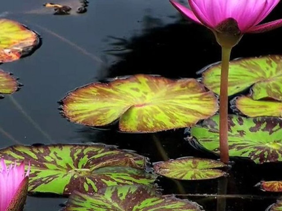 Relaxation guidée pour la radiothérapie