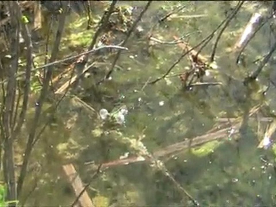Dans un étang près d'une marre aux grenouilles; ancien aérop