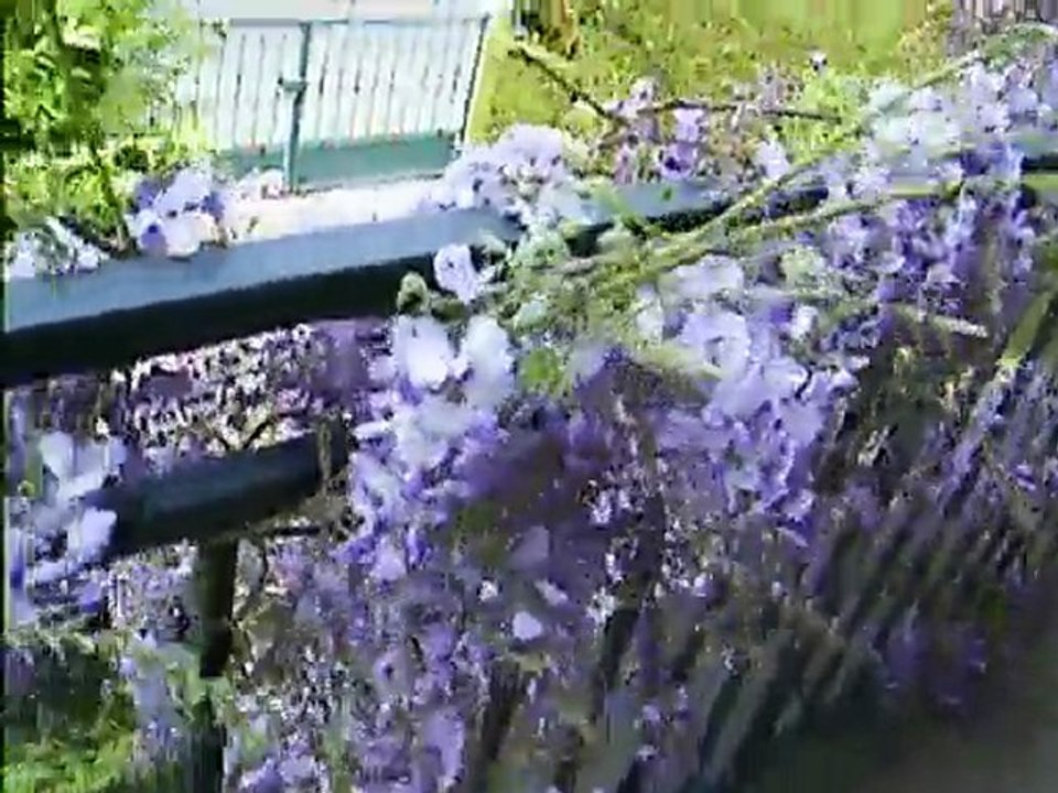 glycine