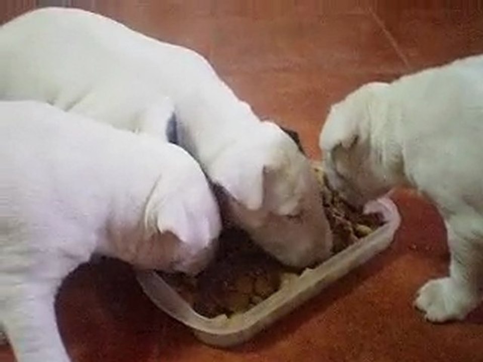 Cachorros comiendo