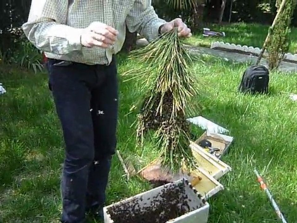 Essaim 29 Avril 2010  Aucamville  35 000 individus