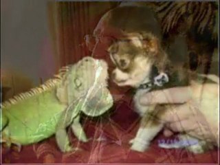 Common Cold ( Funny )