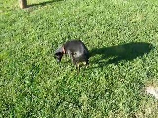 Minibelle : Sortie matinale.....et plus.....si affinité