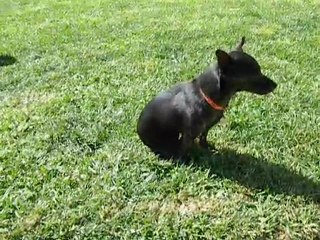 Minibelle attend la promenade !!!!!!