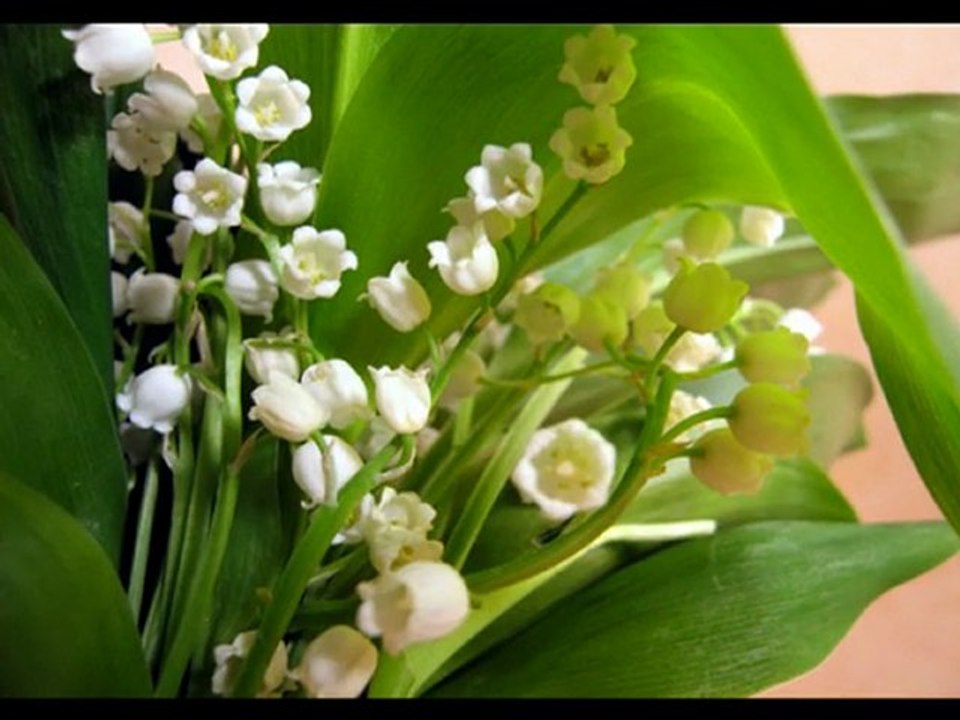 le joli muguet