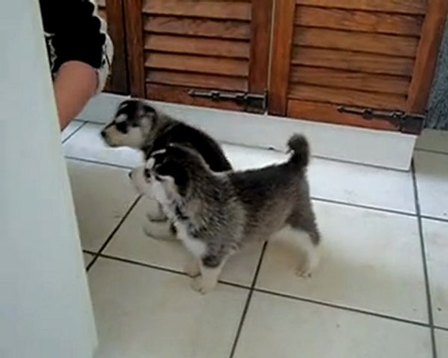 nos bebes Husky