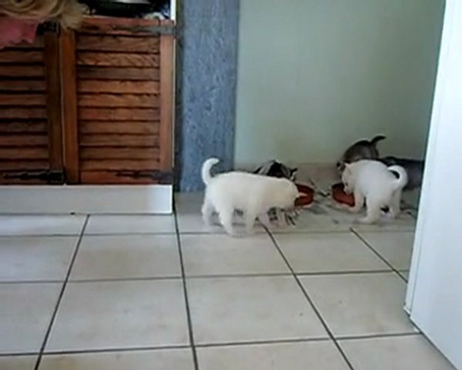 Chiot husky A vendre