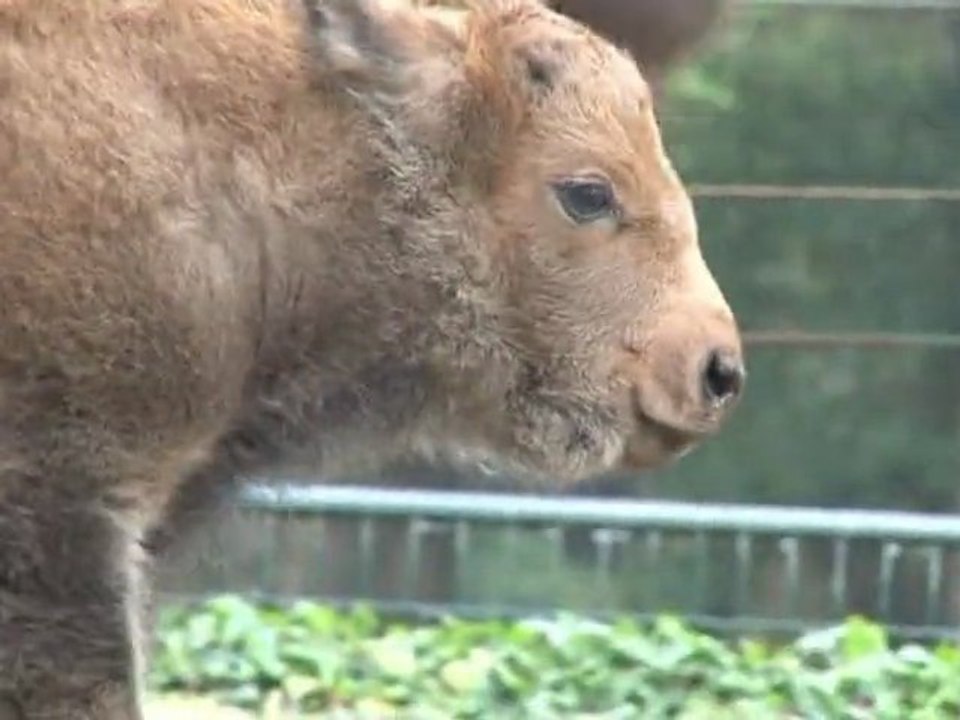 Naissance d'un bison