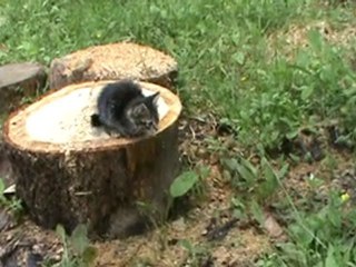 Les premières frayeurs d'un chaton