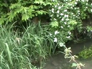 BAIGNADE DE MES CHIENS DANS LE RUISSEAU