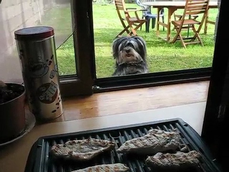 Bichon havanais Forum Bichon Passion