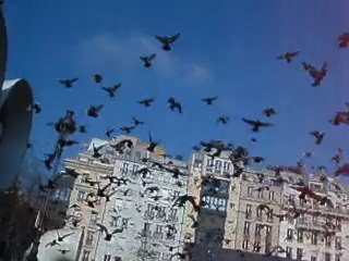 Crazy Pigeons