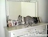 Cat Meets Its Match! - PetTube.com