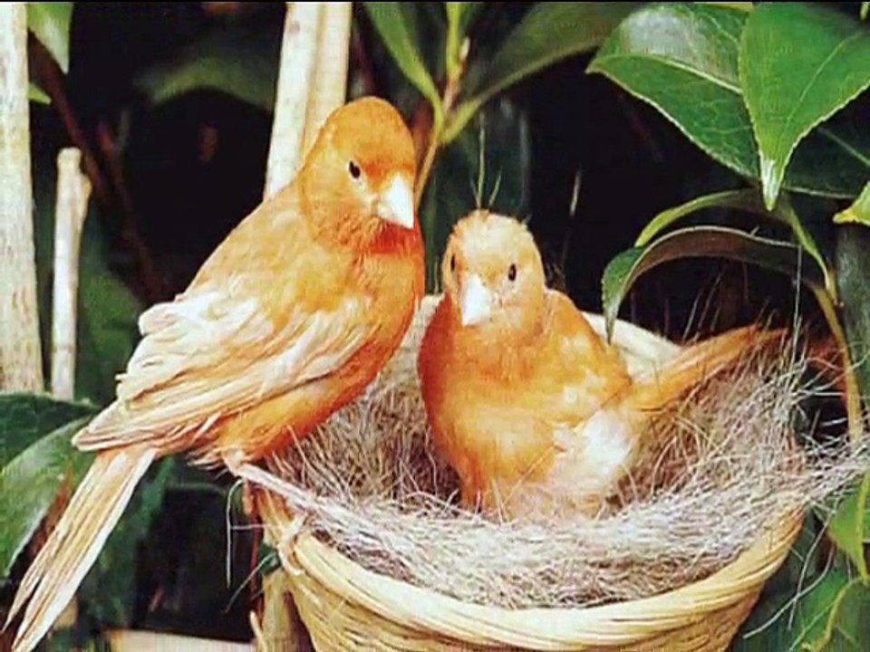 MAJ MAJ MAJ-DANA LERSKA