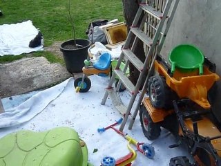 Essaim 29.04.2010 Montastruc