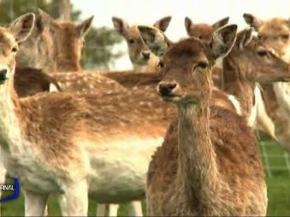 Visite du Gaec Le Bambi (La Chapelle-Achard)