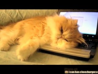 Laptop Kitteh