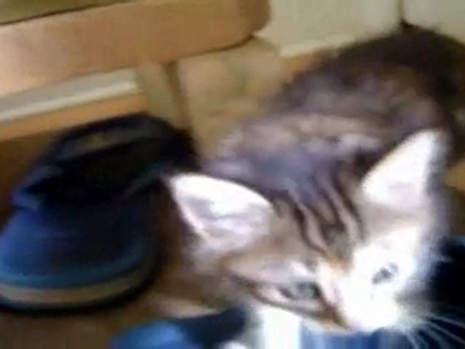 Session chat marrant et chien