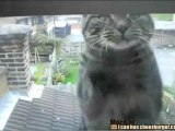 Il gatto che lucida le finestre