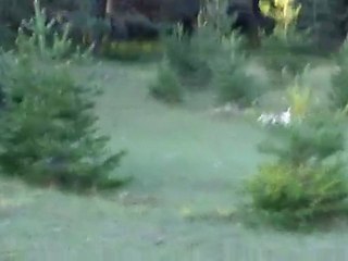 Les lemons & Comtesse