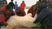 Russian PM Putin lends hand to polar bears