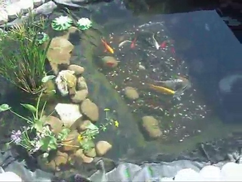 mon bassin et mes koi