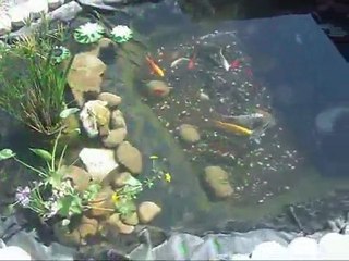 mon bassin et mes koi