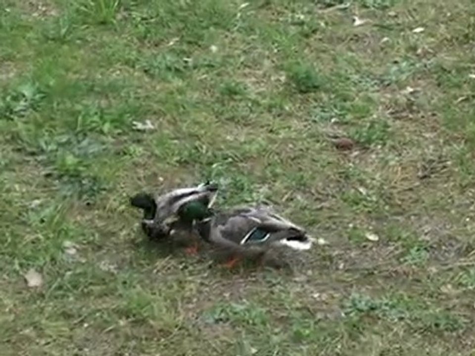 Combat de canards