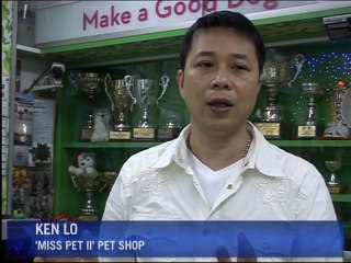Pets suffer in high rise Hong Kong