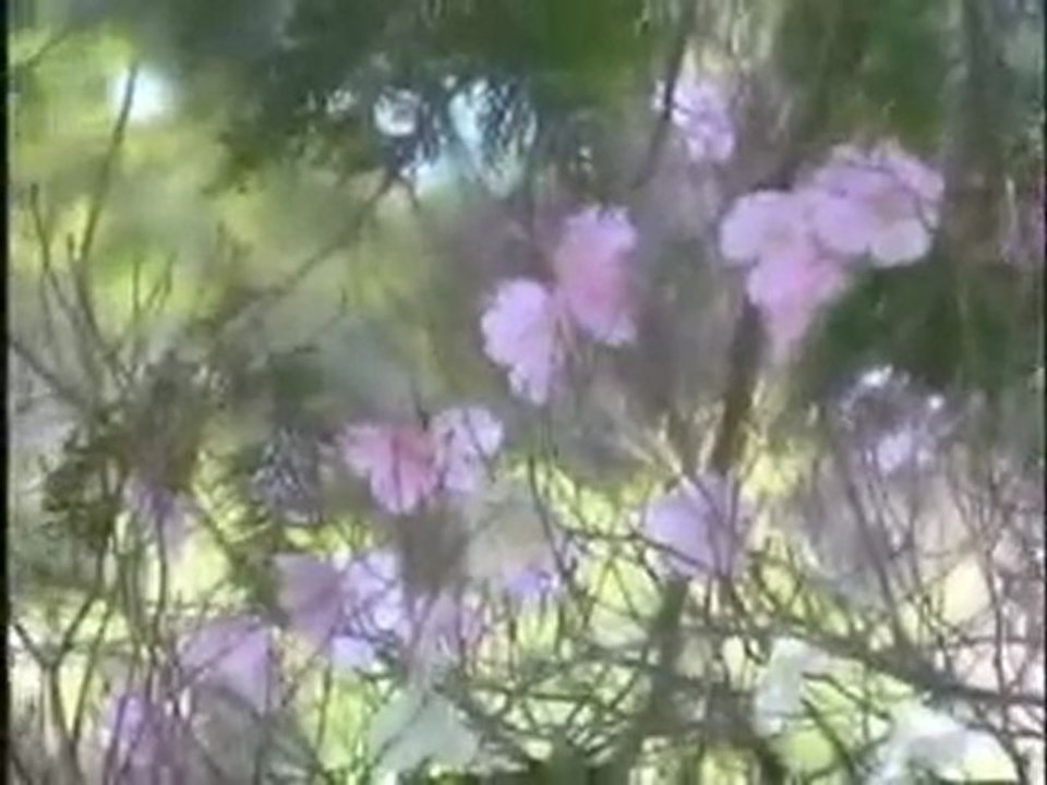 石鎚山で紅白アケボノツツジ見ごろ