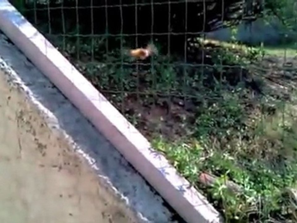 Une abeille apprivoisée !