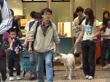 Le triste sort des chiens hongkongais