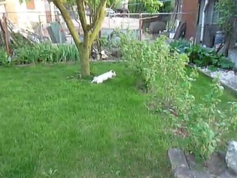 Caly fait la folle avec les chiots