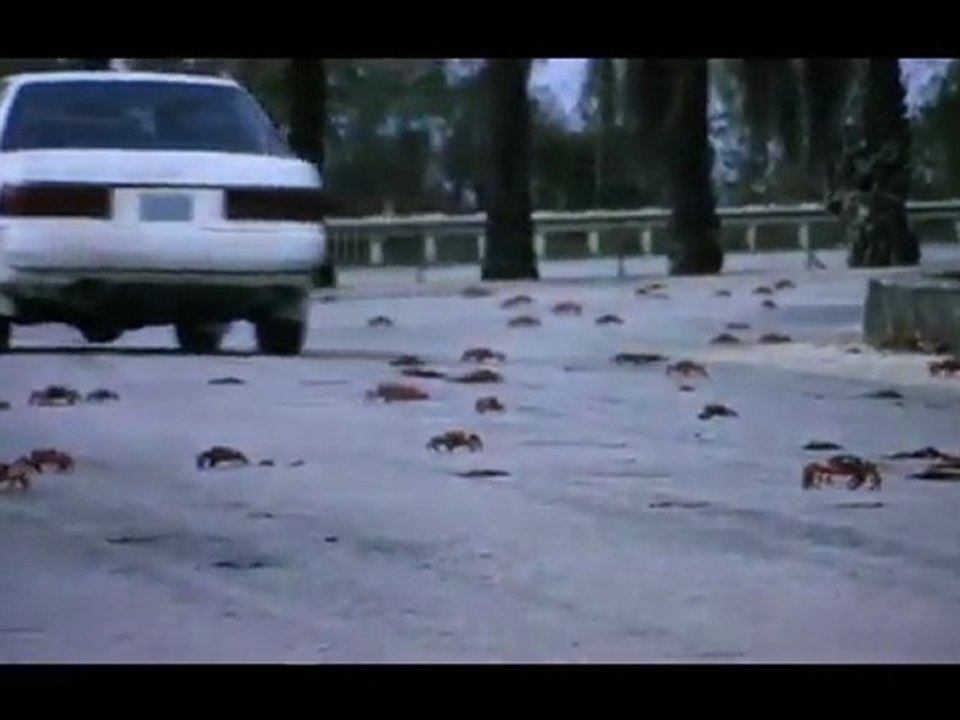 Une Migration de crabes pour le 9 Mai ?