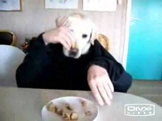Un chien qui mange à table !