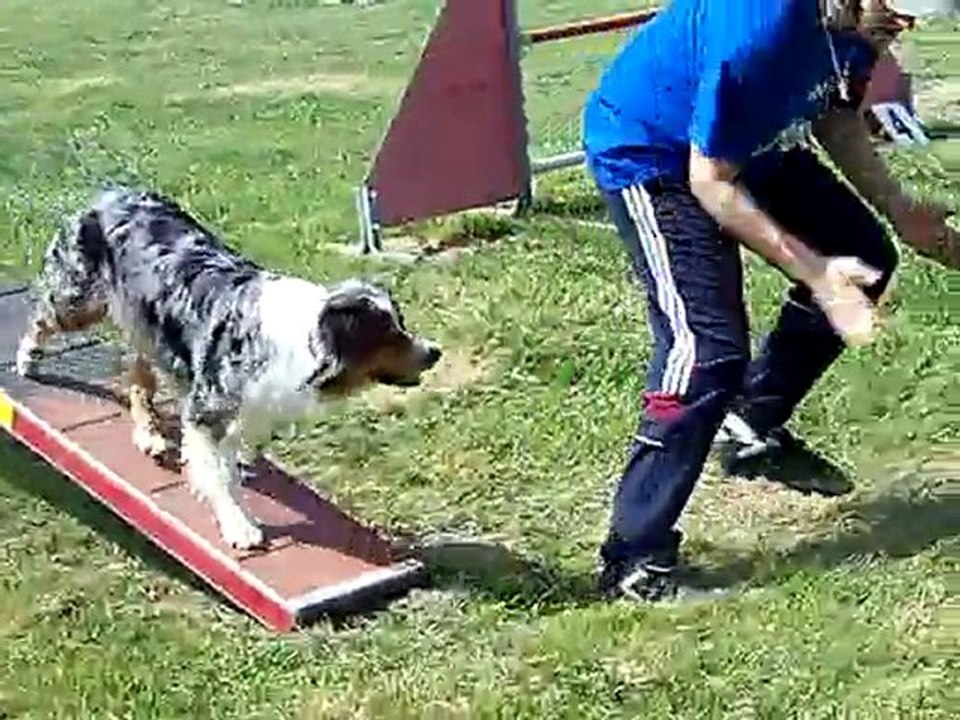 Agility 2ème degré à Belleville