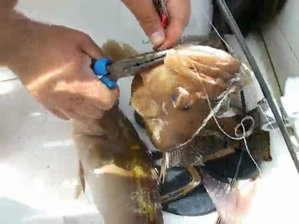 Orfoz suya iade. VİCDANİ SÜRKÜLERİMİZ  HER AVIMIZI KAPSAR.