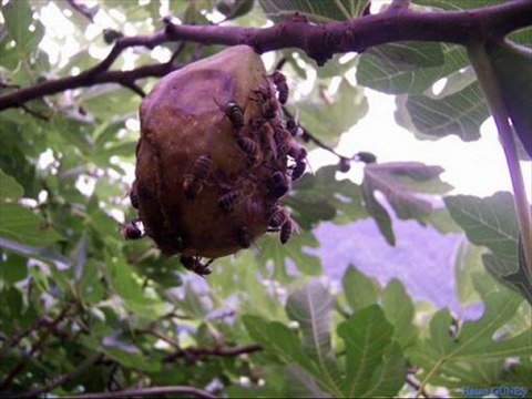 manzara-kaçkar horonu kavrun.tr.gg