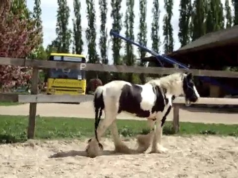 Baptiste travaille piebald en liberté