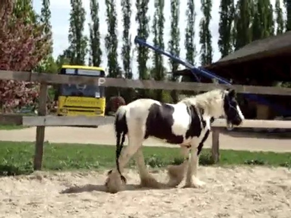 Baptiste travaille piebald en liberté