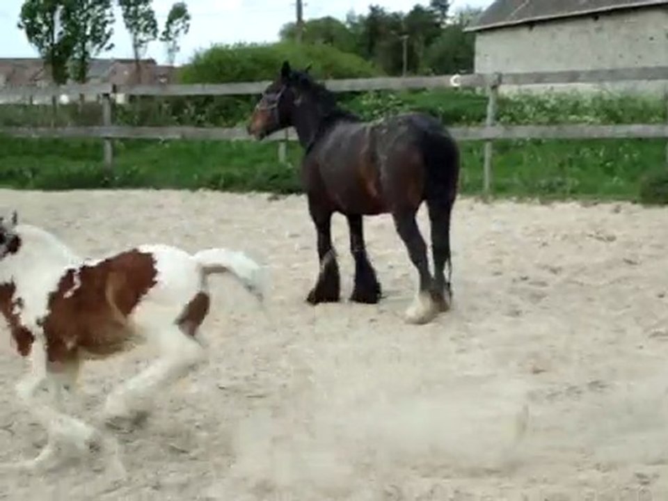 feeringa se roule et Ambre se défoule