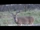 Texas whitetail deer hunting - Look how close this big buck