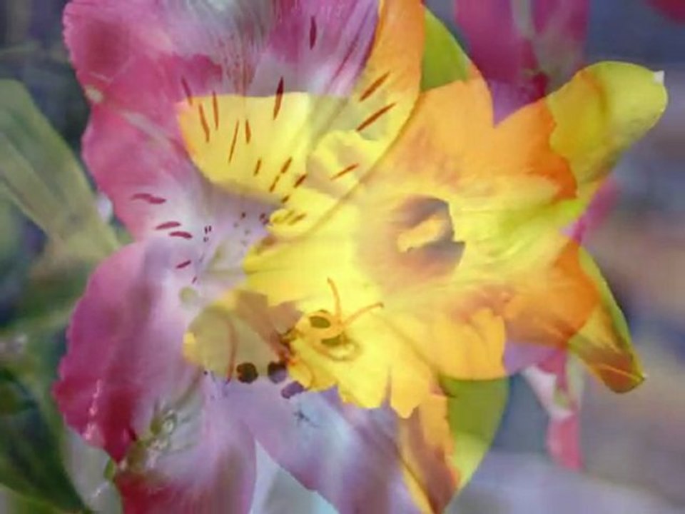 Clip de fleurs
