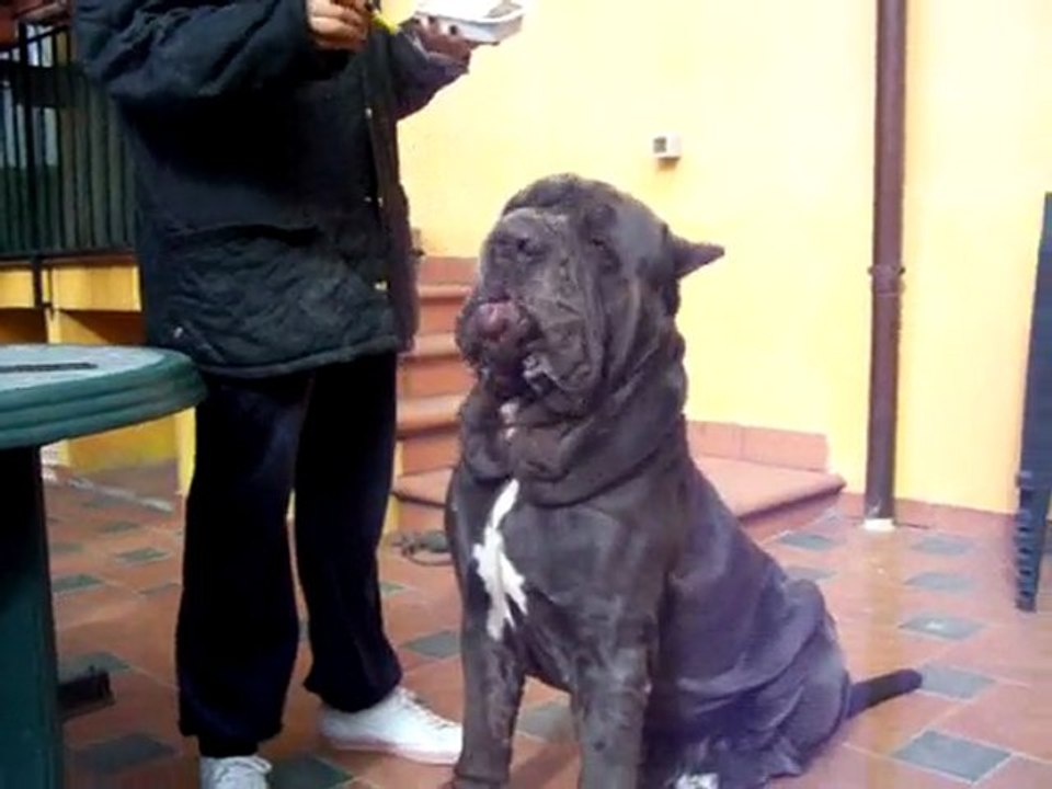 Mastino Napoletano mangia la pappa col cucchiaio