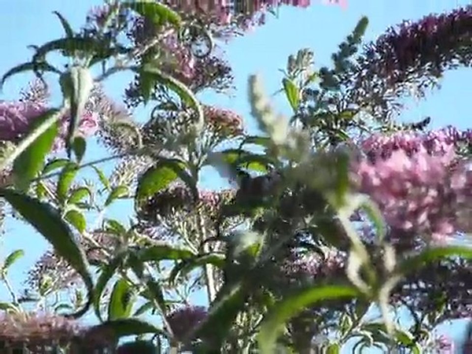 Auto 281-496-2401 Glass Replacement Katy