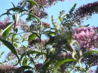 Auto 281-496-2401 Glass Replacement Katy