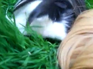 Pérus dans le jardin