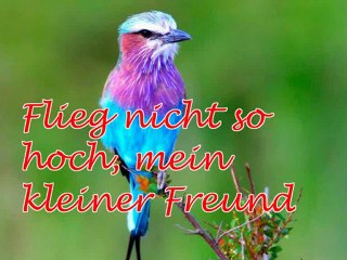 Flieg nicht so hoch, mein kleiner Freund