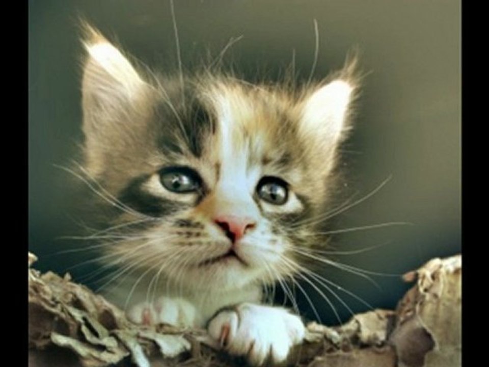 bu saray_ı kainatta ikinci kısım amele, hayvanattır